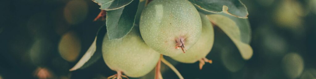 banniere article certification bio 2025