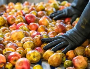 cidrerie hic presse pommes 520x400